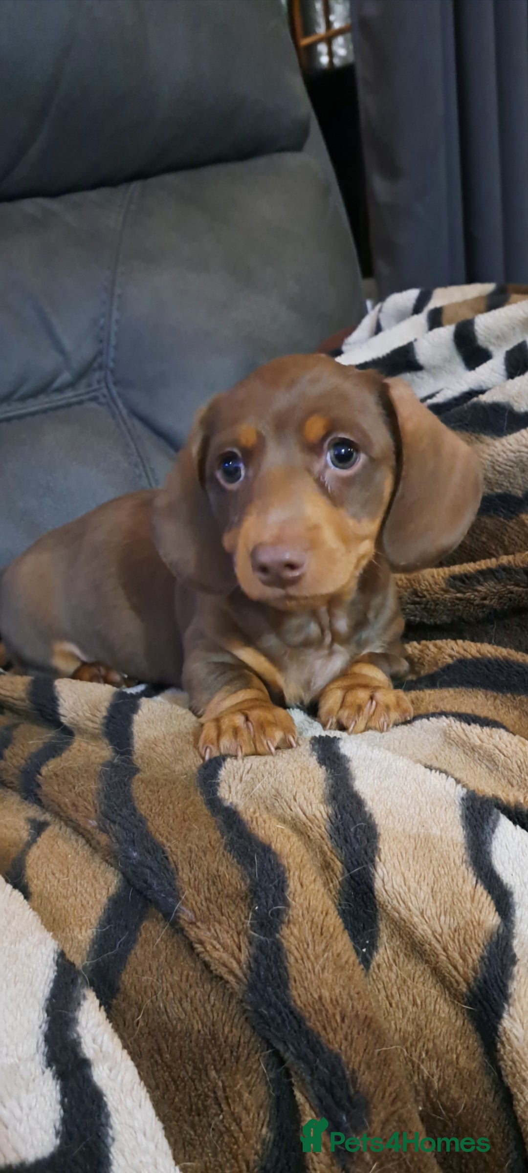 Miniature Dachshund dogs for sale: Miniature dachshund  - Advert 2