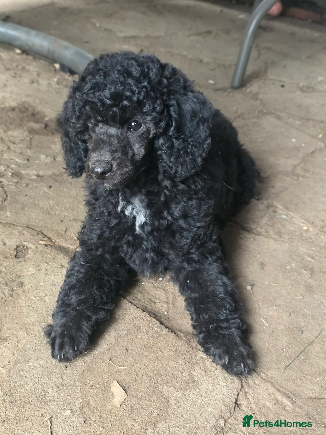 Mixed Breed dogs for sale: Gorgeous miniature poodles in Peterborough - Advert 2