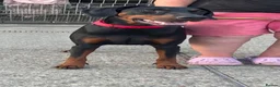 Dobermann dogs for sale: Ruby Beautiful Doberman Girl - Advert 6