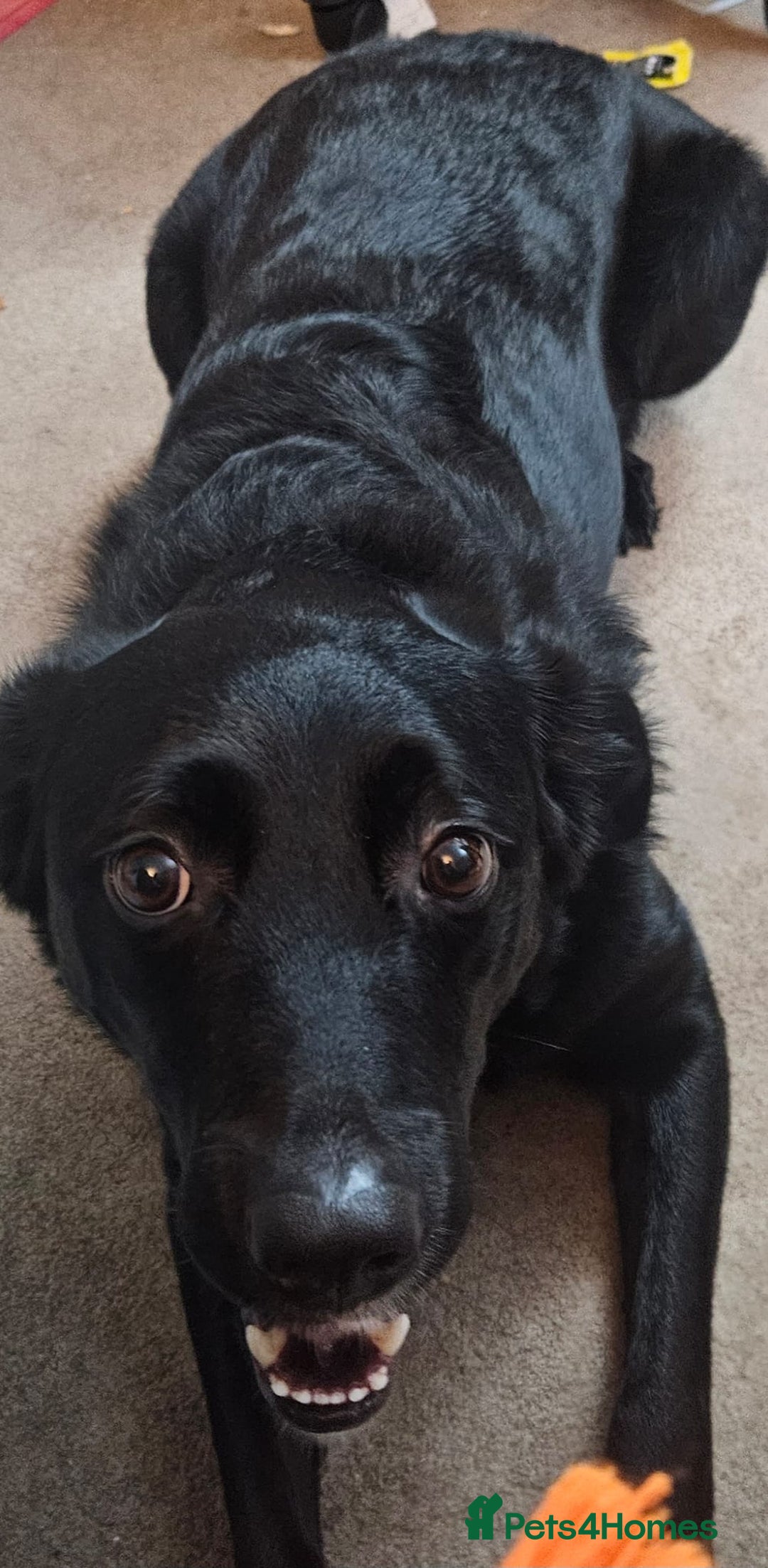 Borador dogs for sale: Border collie X Labrador - Image 2