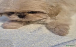 Shih Tzu dogs for sale: Outstanding Imperial Shih Tzu Pups - Image 9