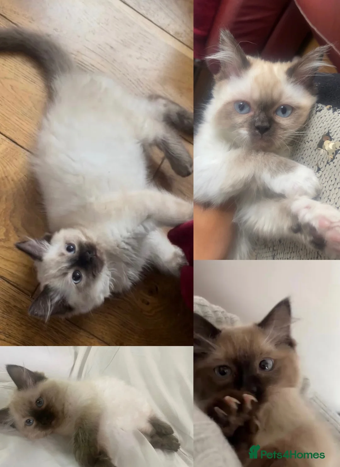 Ragdoll cats for sale: Ragdoll Kittens - Advert 1