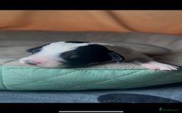 Cockapoo dogs for sale: 3 remaining Cockapoos looking for homes - Advert 10