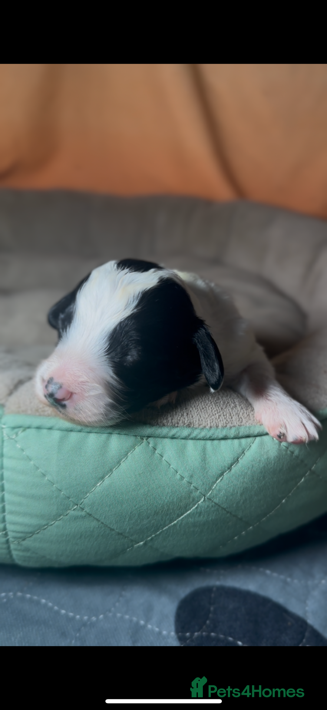 Cockapoo dogs for sale: 3 remaining Cockapoos looking for homes - Advert 10