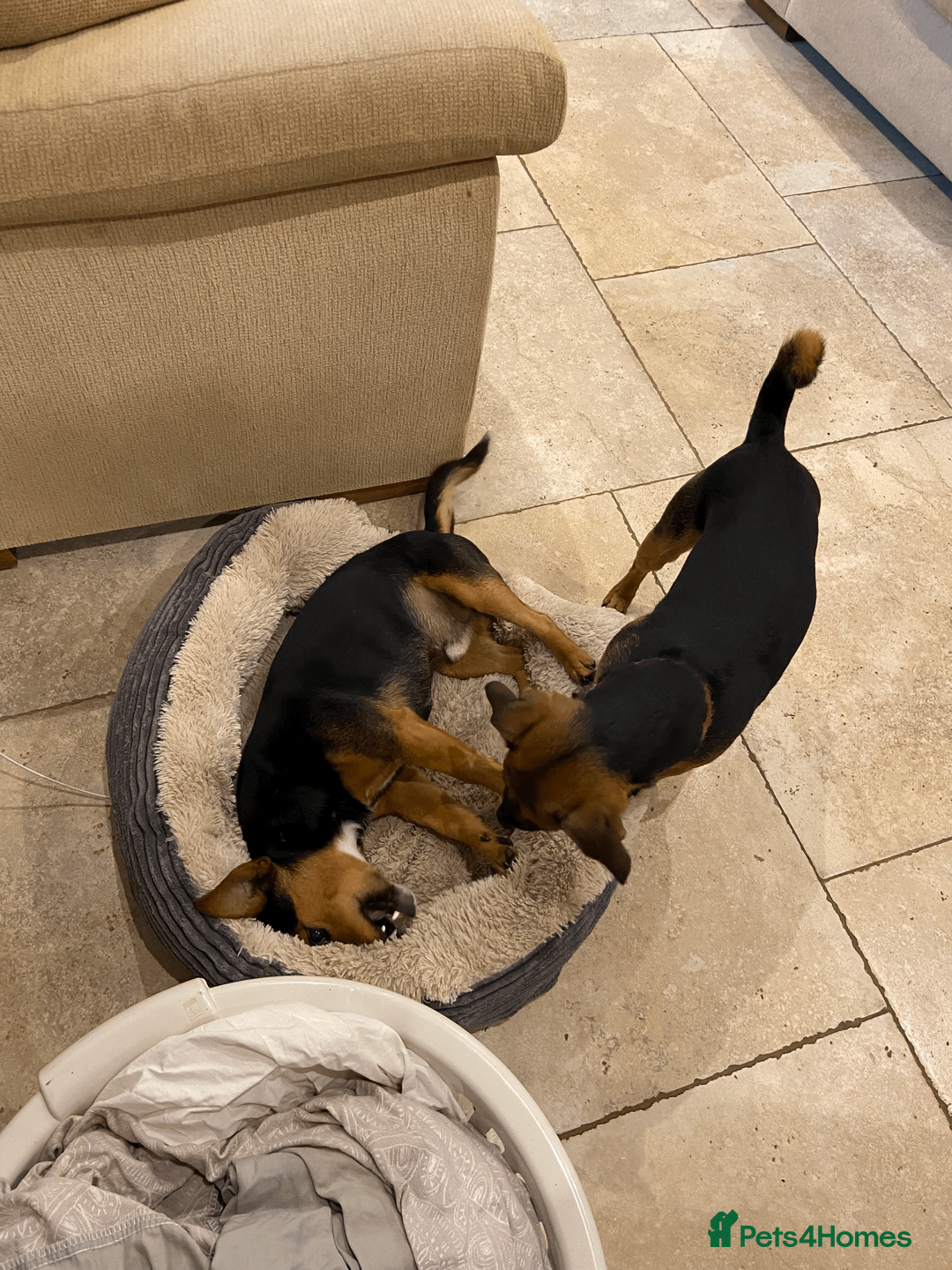 Jack Russell dogs for stud: Jack Russel for Stud Black and Tan - Advert 5