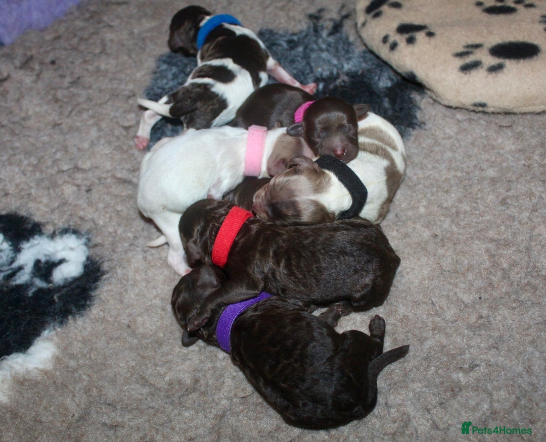 Cockapoo dogs for sale: Waiting list health tested American cockerpoos - Image 1