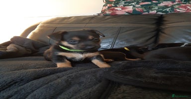 Patterjack dogs - Advert 16