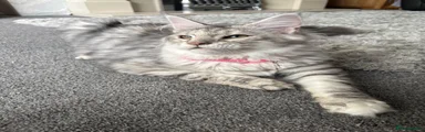 Maine Coon 5