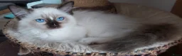 Ragdoll cats for sale: RAGDOLLS GIRL SEAL POINT BICOLOUR BLUE EYES  - Advert 10