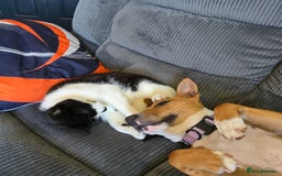 Mixed Breed dogs for sale: Dog for sale - Image 5
