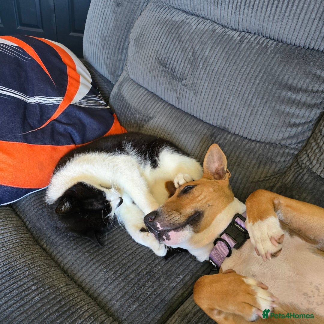 Mixed Breed dogs for sale: Dog for sale - Image 5