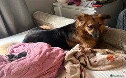 Mixed Breed dogs for sale: German shepherd  - Image 3