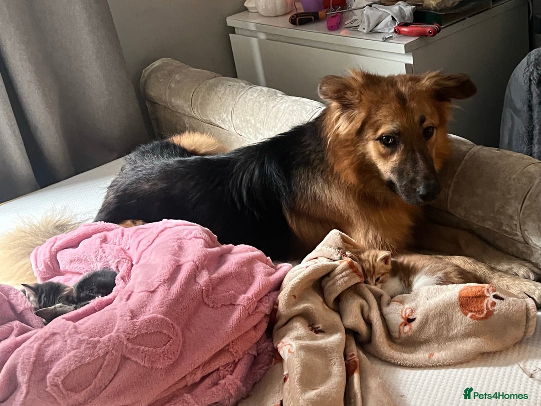 Mixed Breed dogs for sale: German shepherd  - Image 3