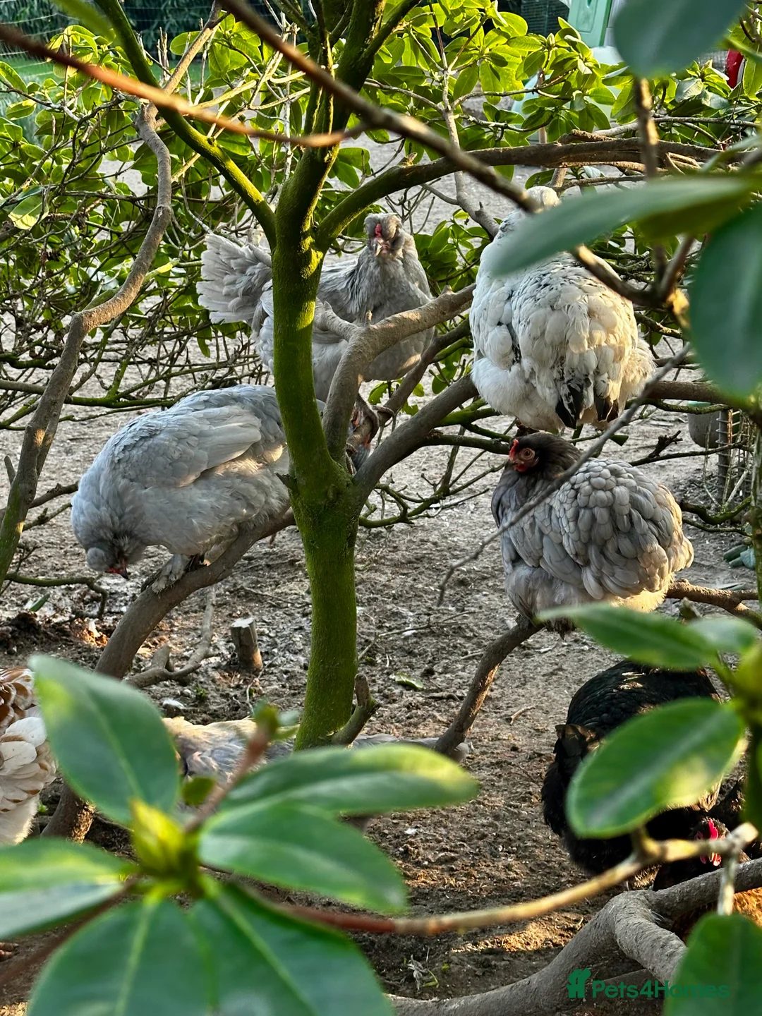 Chickens poultry for sale: Chicks, chickens and hatching eggs - Advert 13