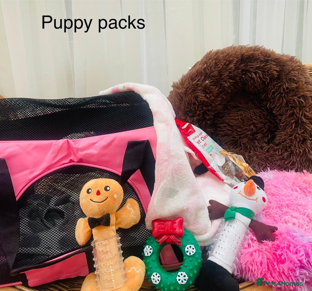 Doxiepoo dogs for sale: Doxipoo puppies - Advert 4