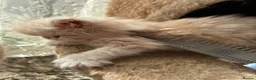 Persian cats for sale: Stunning kittens - Advert 11