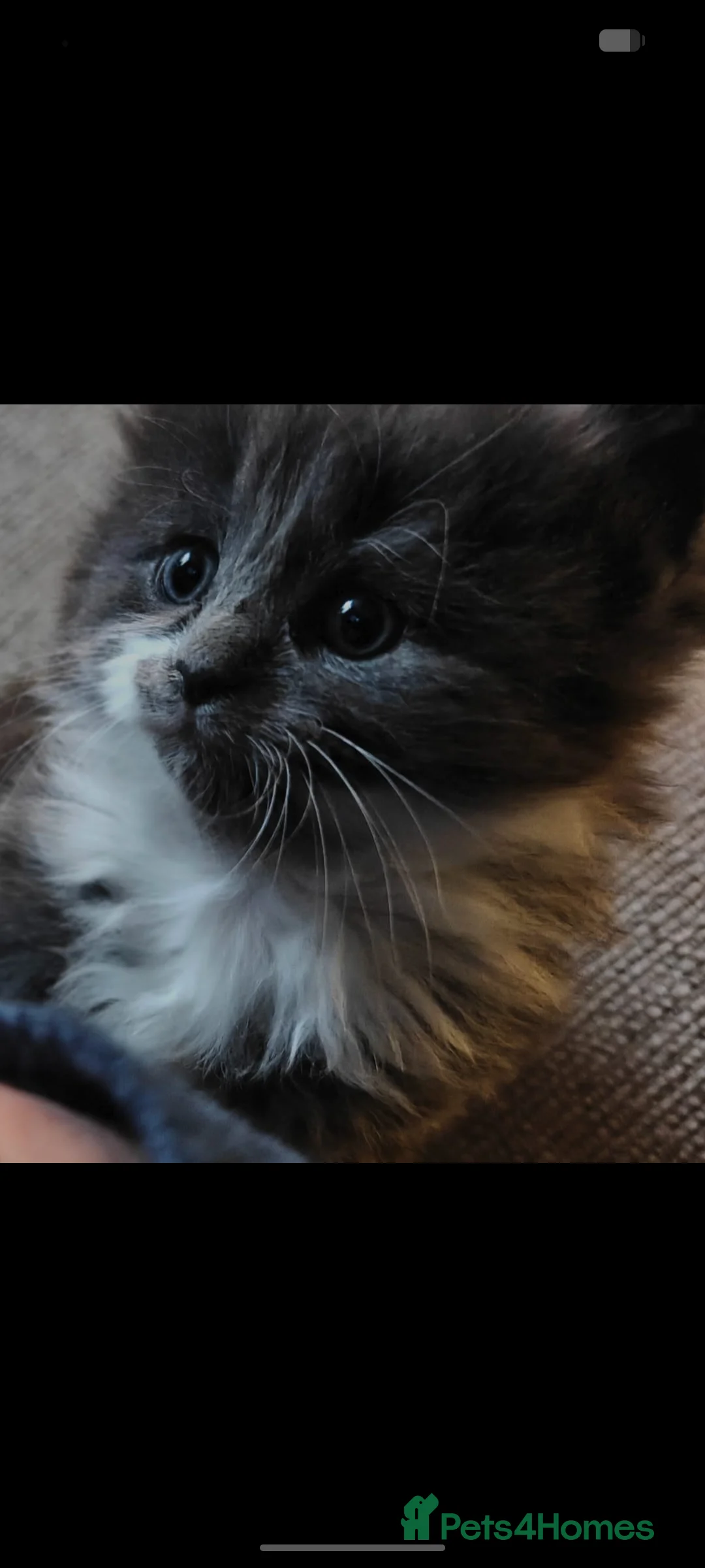 Persian cats for sale: Beautiful Persian/ Norwegian forest kittens  - Advert 2