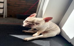 French Bulldog dogs for stud: BBeau T - Image 5
