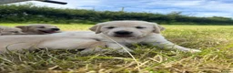 Golden Retriever dogs for sale: Beautiful Golden Retriever Puppies - Advert 8