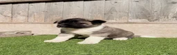 Akita dogs for sale: American Akita puppy’s for sale - Advert 21