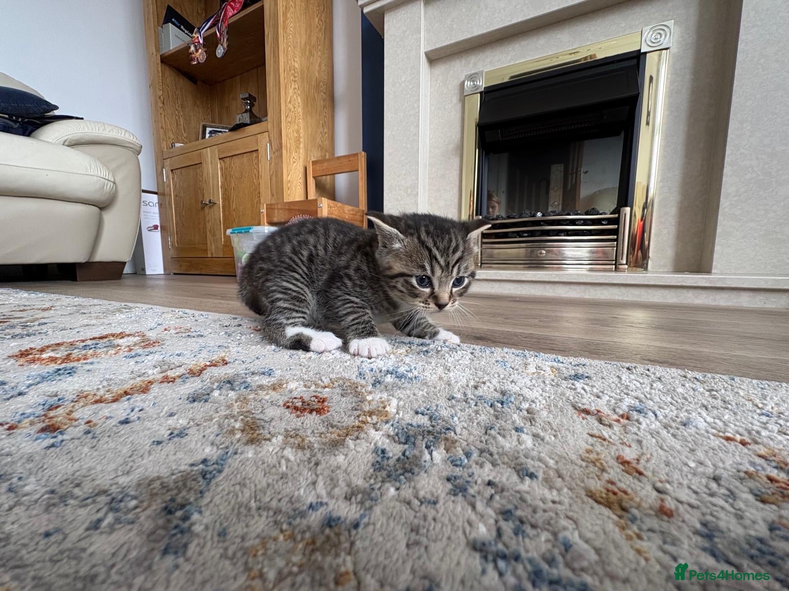 Mixed Breed cats Lovely British Shorthair/Scottish Fold Mix Kittens - Advert 2