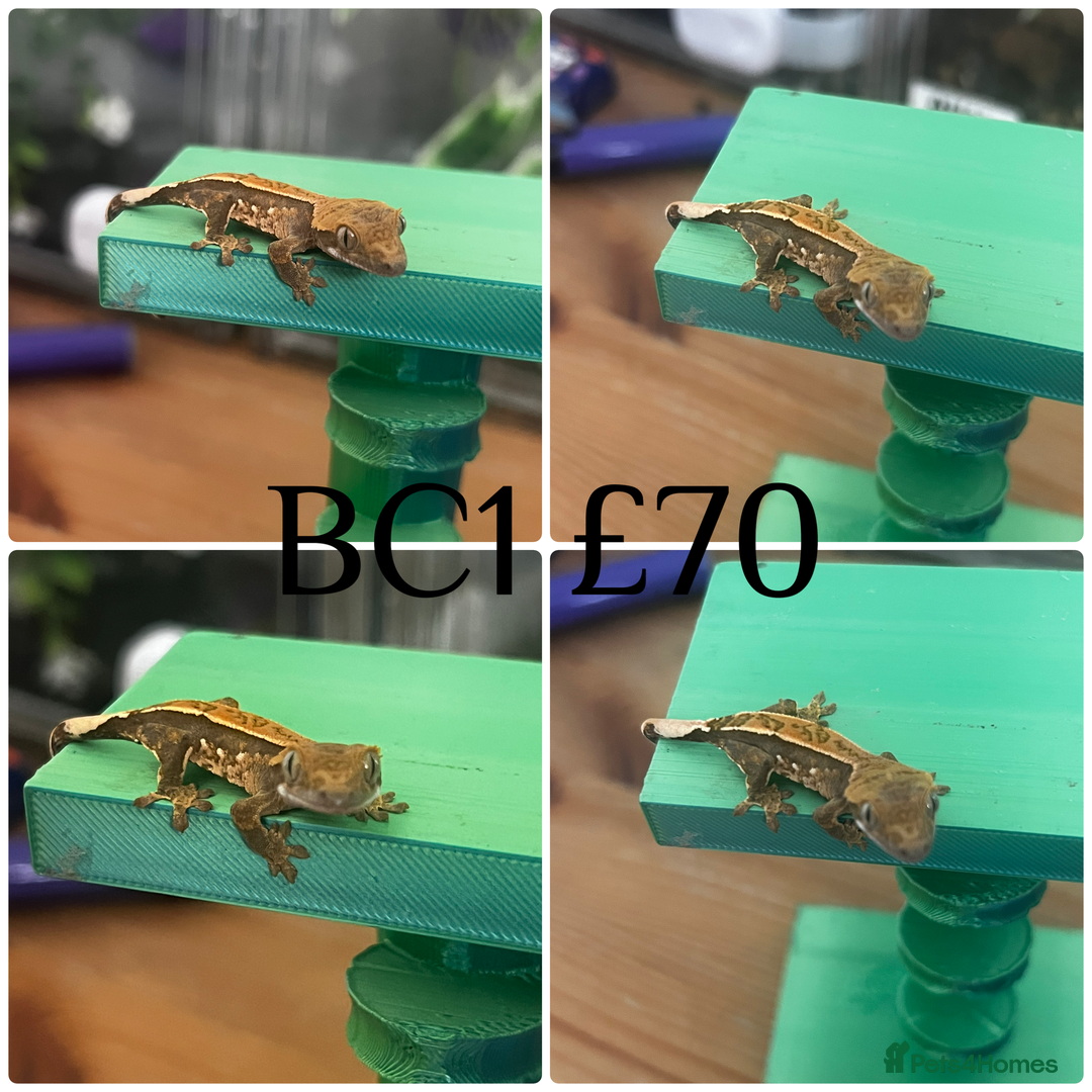 Gecko reptiles for sale: Baby crested geckos. - Advert 5