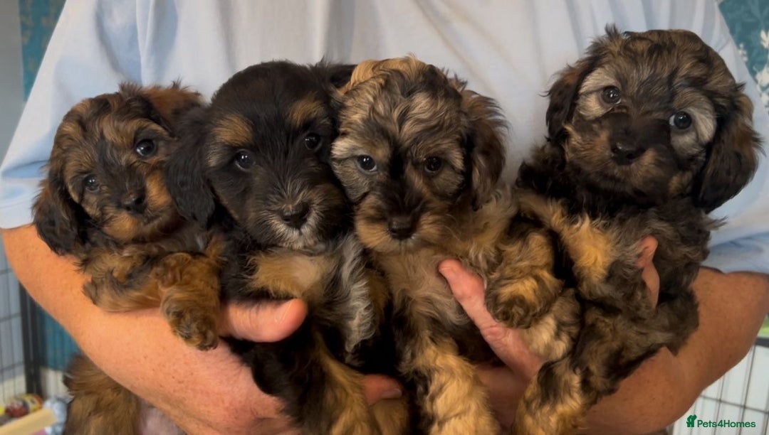 Mixed Breed dogs for sale: Tibetan x Toy Poodle - Image 21