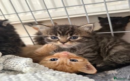 Ragdoll cats for sale: 4 ragdoll x tabby kittens left - Image 15