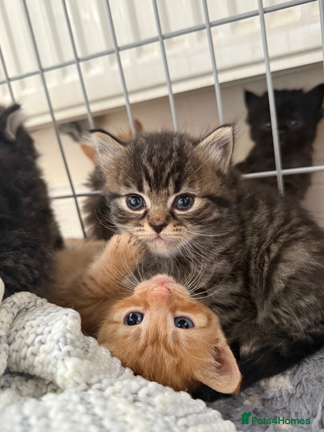 Ragdoll cats for sale: 4 ragdoll x tabby kittens left - Image 15