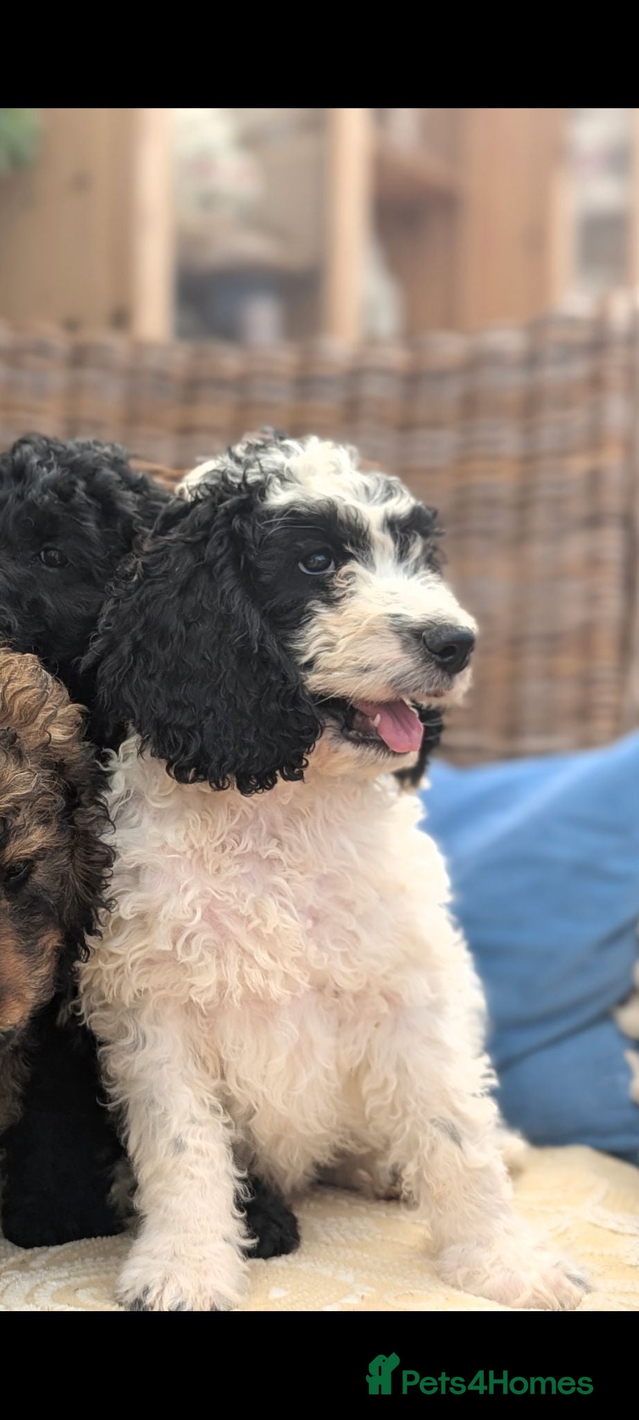 Cockapoo dogs F1 Standard Cockapoo Puppies  - Advert 2