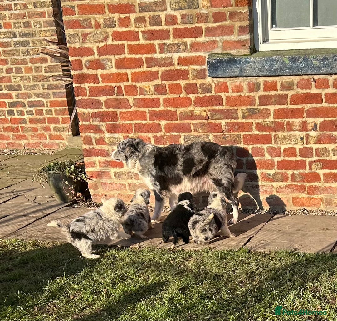 Border Collie dogs for sale: BEAUTIFUL BORDER COLLIE PUPS - Advert 35