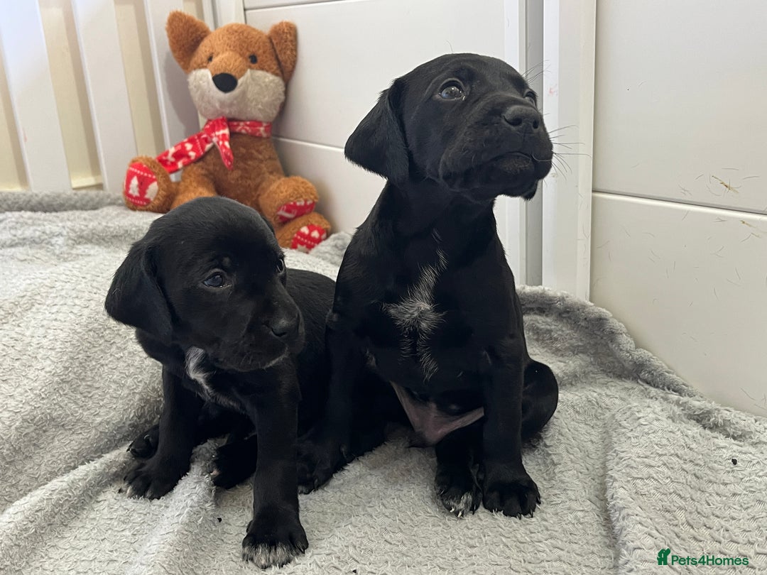 Mixed Breed dogs for sale: Labrador x French Pointer puppies - Image 6