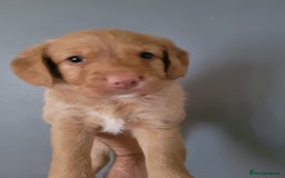 Labradoodle dogs for sale: Gorgeous mini labradoodles  - Image 4