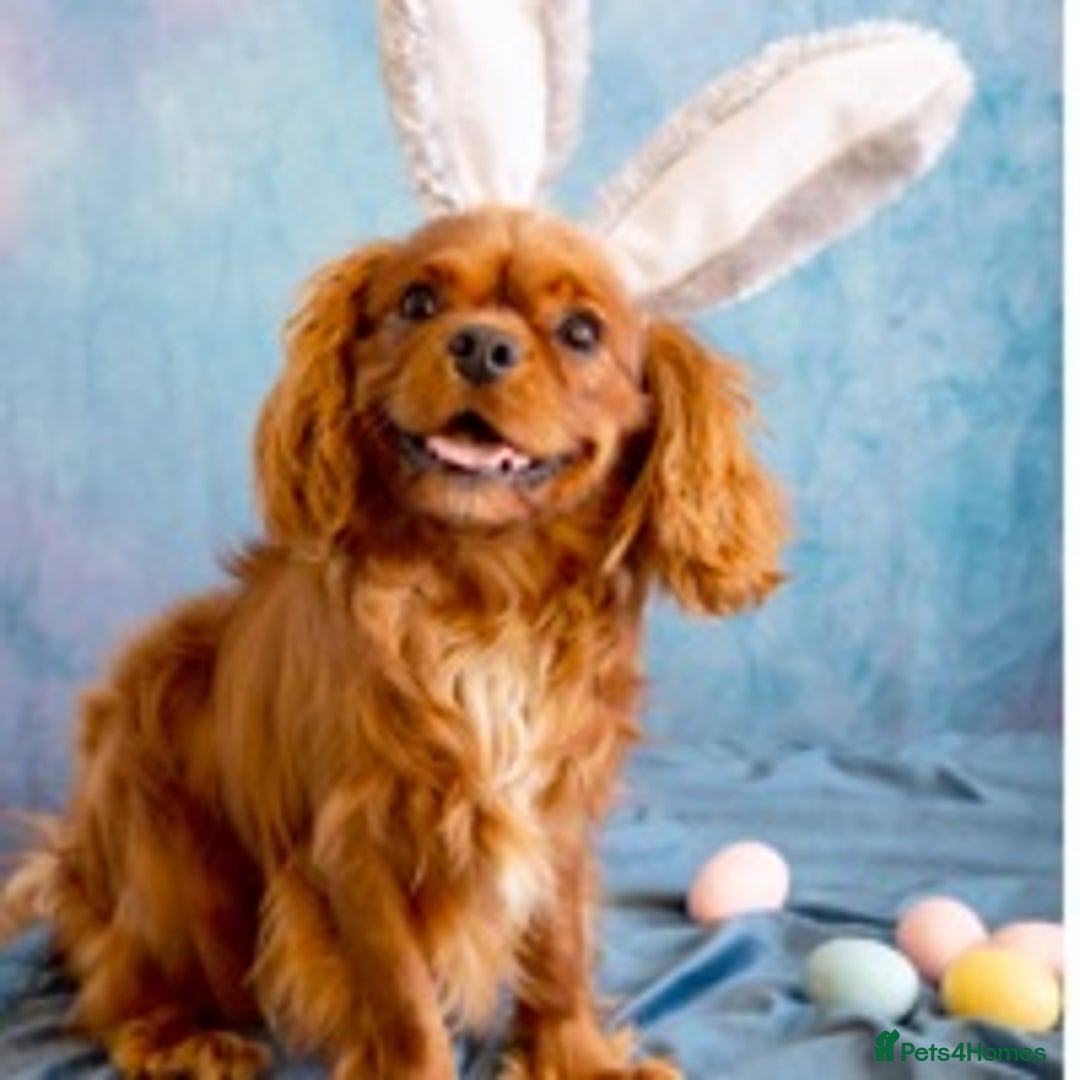 Cavalier King Charles Spaniel dogs for stud: Kc reg / health tested  in Ipswich - Advert 1