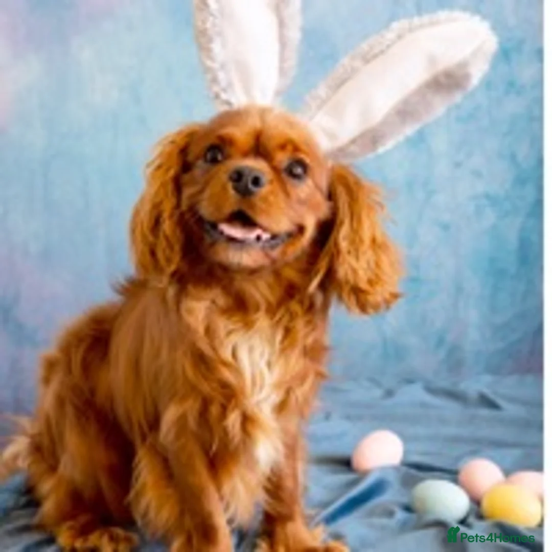 Cavalier King Charles Spaniel dogs for stud: Kc reg / health tested  in Ipswich - Advert 1