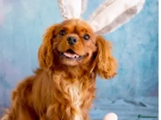 Cavalier King Charles Spaniel dogs Kc reg / health tested in Ipswich - Advert 4