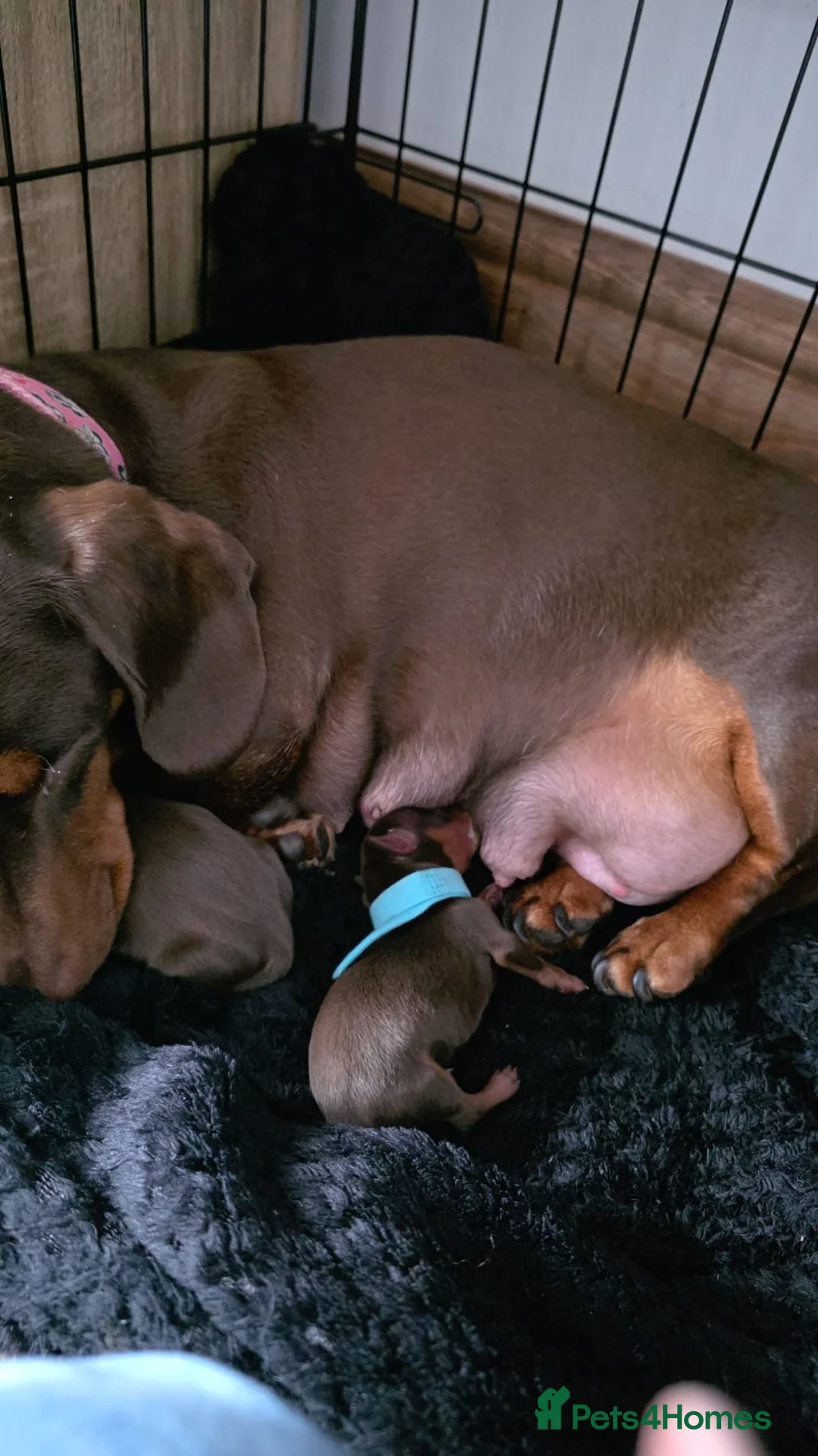 Miniature Dachshund dogs for sale: 2 beautiful female chocolate and tan girls  - Advert 1