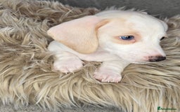 Miniature Dachshund dogs for sale: Miniature cream dachshund - Image 25