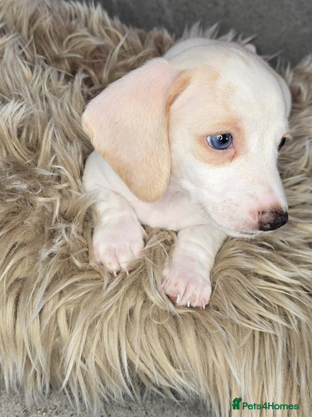 Miniature Dachshund dogs for sale: Miniature cream dachshund - Image 25