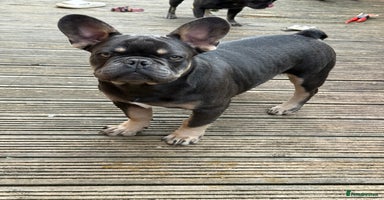 French Bulldog dogs - Advert 6