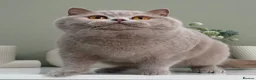 British Shorthair cats for sale: Gorgeous British Kittens - Advert 24
