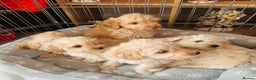 Jackapoo dogs for sale: F1b Jackapoo puppies for sale  - Advert 1