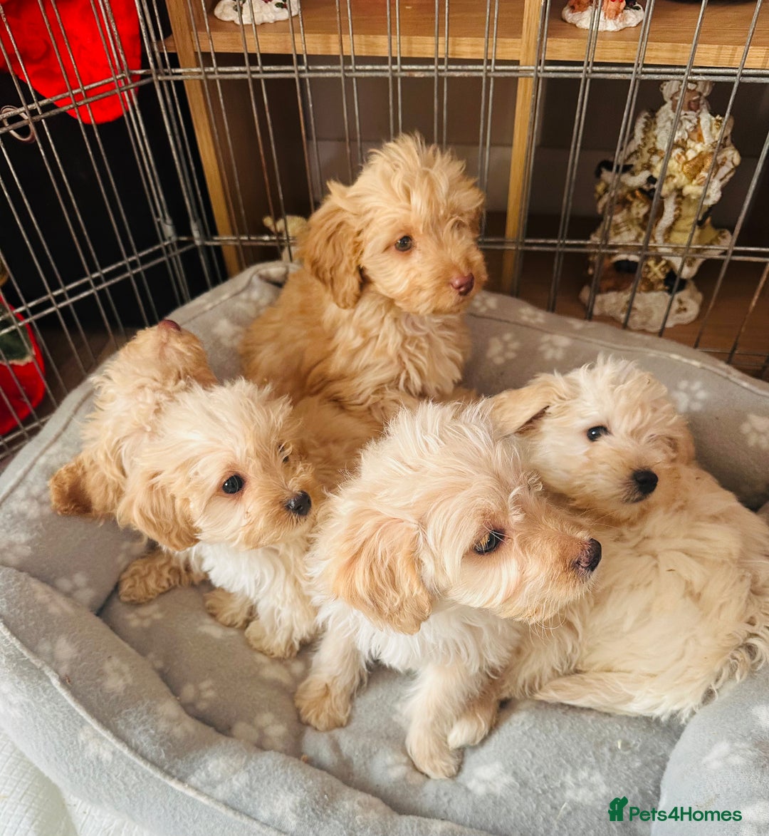 Jackapoo dogs for sale: F1b Jackapoo puppies for sale  - Advert 1
