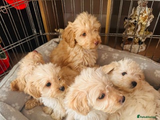 Jackapoo dogs F1b Jackapoo puppies for sale - Advert 1