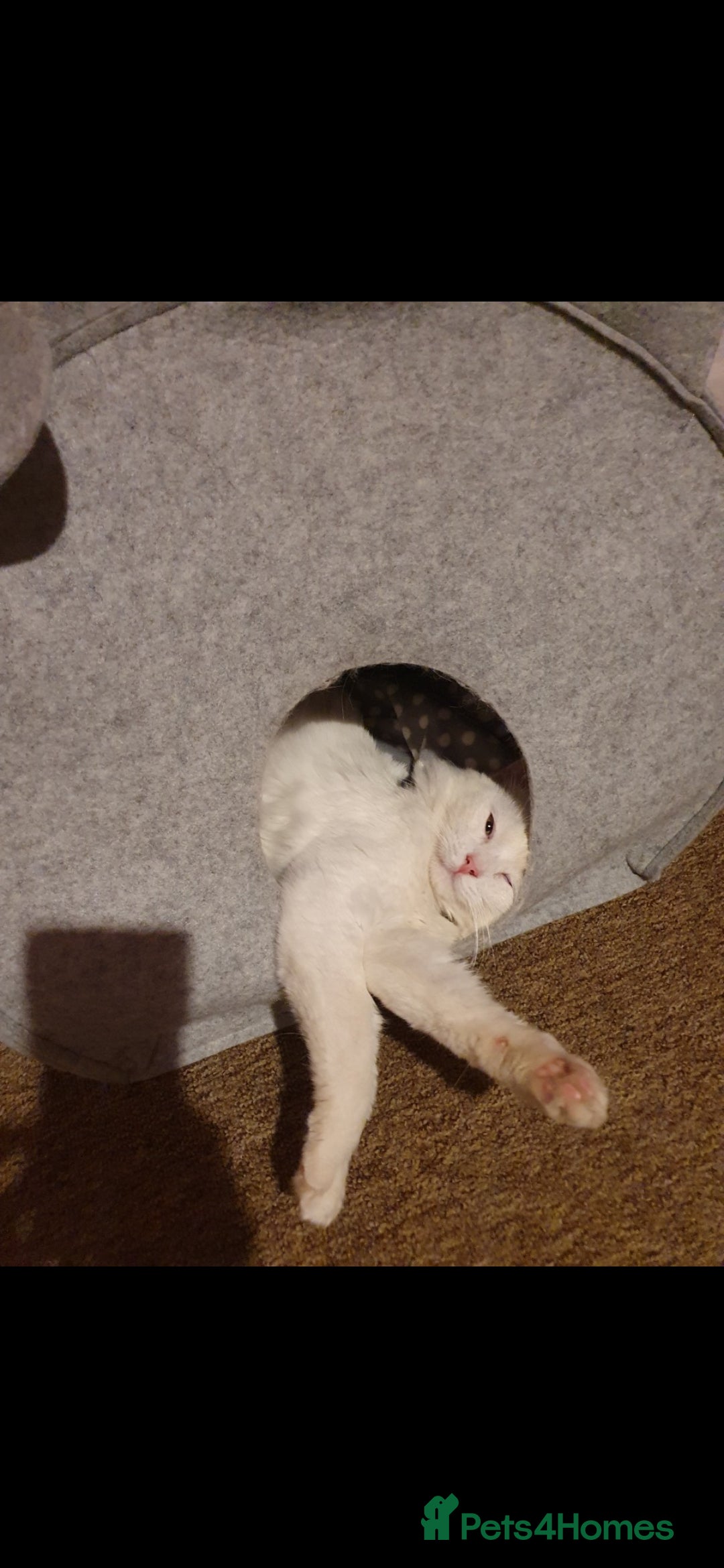 Maine Coon cats for sale: Good looking Maine Coon Mix (outdoor cat) - Advert 4