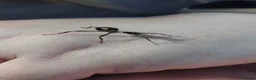 Stick Insects invertebrates for sale: Spiny Stick Insect Nymphs - Advert 9