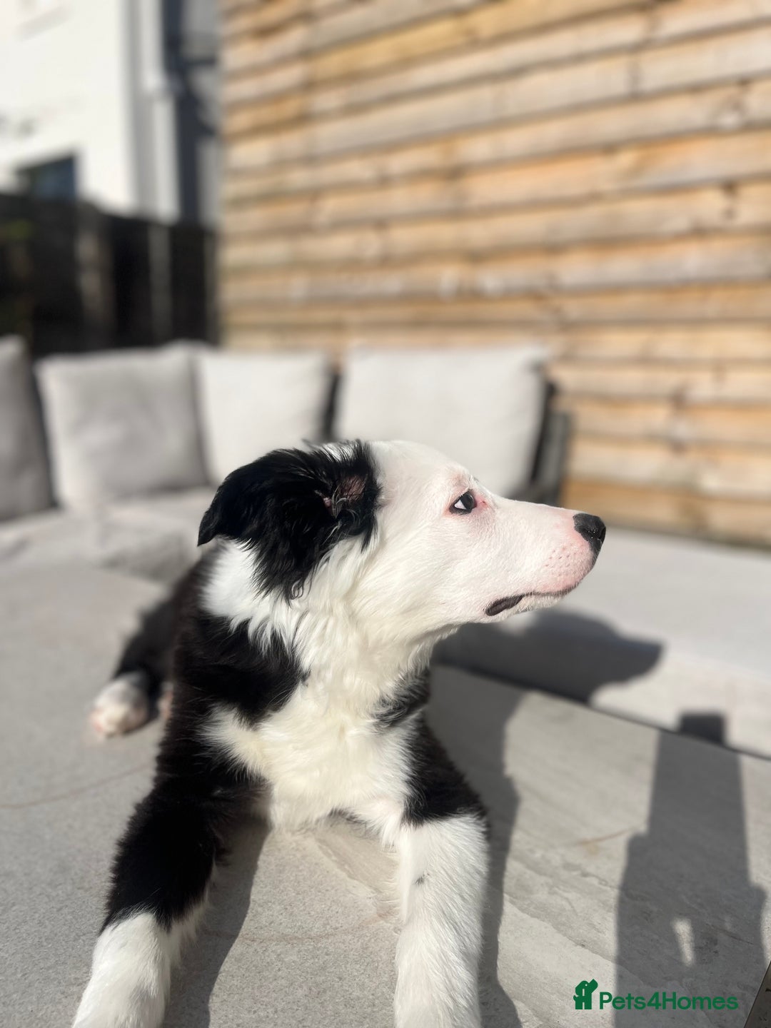Border Collie dogs for sale: Border Collie  - Image 3