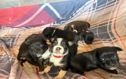 Mixed Breed dogs for sale: Lhasa Apso Cross - Image 11