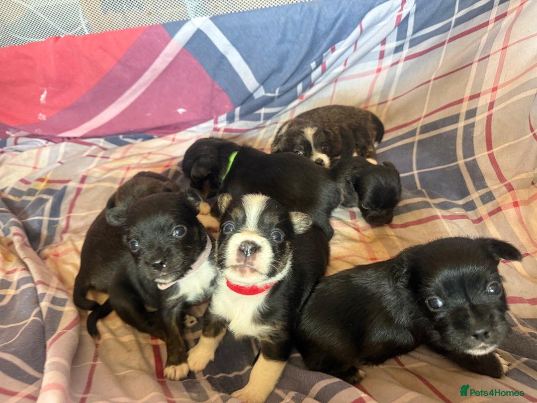 Mixed Breed dogs for sale: Lhasa Apso Cross - Image 11