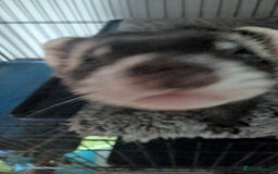 Ferret rodents for sale: 2 female ferrets with cage etc - Image 4